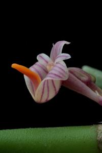 Dendrobium lichenastrum