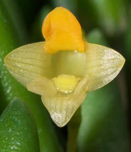 Dendrobium lichenastrum