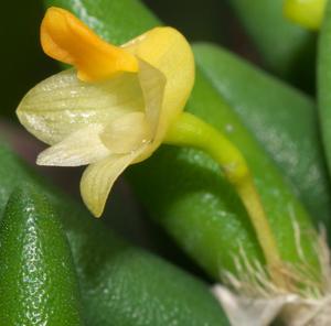 Dendrobium lichenastrum