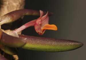 Dendrobium lichenastrum