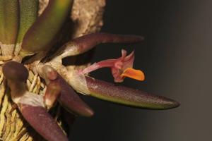 Dendrobium lichenastrum