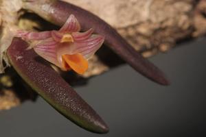 Dendrobium lichenastrum