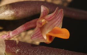 Dendrobium lichenastrum