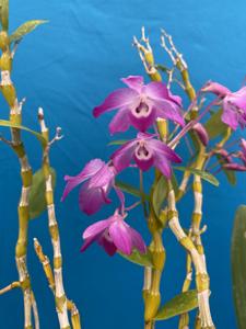 Dendrobium linawianum