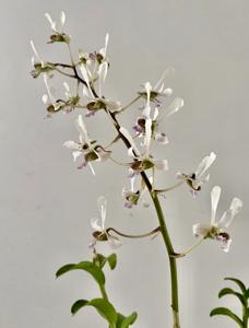 Dendrobium lineale