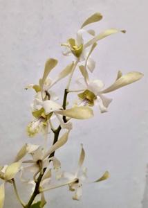 Dendrobium lineale