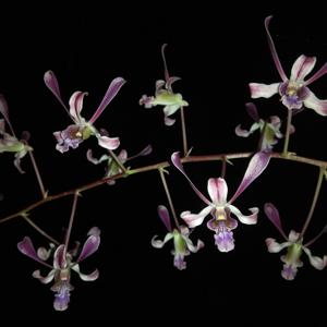 Dendrobium lineale