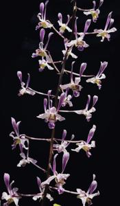 Dendrobium lineale