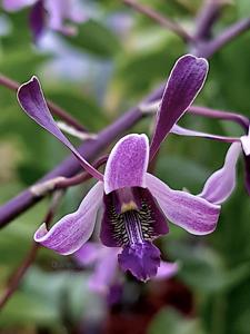 Dendrobium lineale