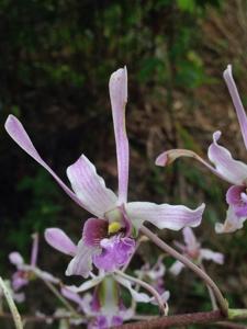 Dendrobium lineale