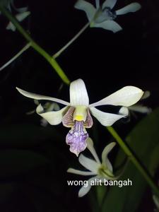 Dendrobium lineale