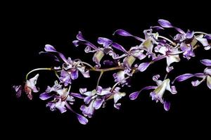 Dendrobium lineale