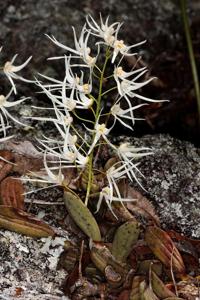 Dendrobium linguiforme