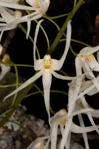 Dendrobium linguiforme