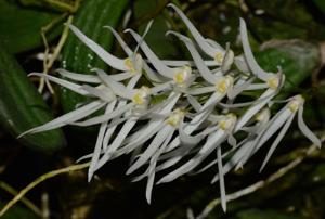 Dendrobium linguiforme