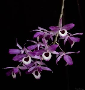 Dendrobium lituiflorum