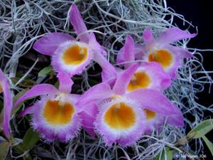 Dendrobium loddigesii