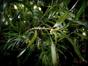 Dendrobium luzonense
