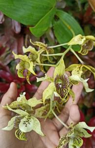 Dendrobium macrophyllum