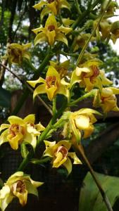 Dendrobium macrophyllum