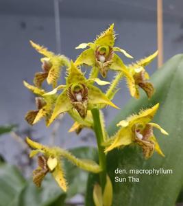 Dendrobium macrophyllum