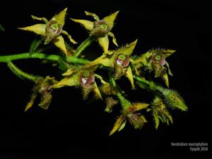 Dendrobium macrophyllum