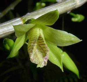 Dendrobium macrostachyum