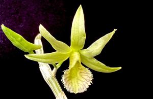 Dendrobium macrostachyum