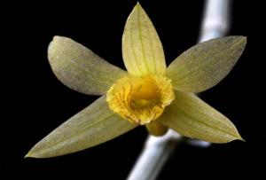 Dendrobium macrostachyum