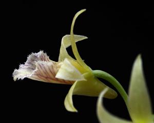 Dendrobium macrostachyum