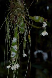 Dendrobium milaniae