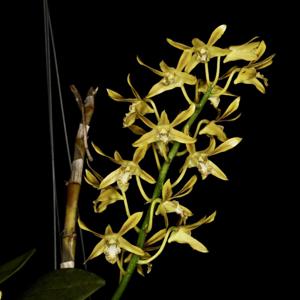 Dendrobium mirbelianum