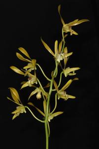 Dendrobium mirbelianum