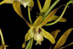 Dendrobium mirbelianum