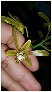 Dendrobium mirbelianum