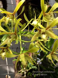 Dendrobium mirbelianum