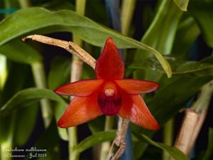 Dendrobium mohlianum