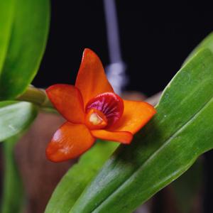 Dendrobium mohlianum