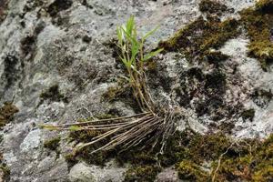 Dendrobium moniliforme