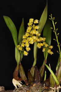 Dendrobium monophyllum