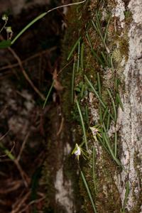 Dendrobium mortii