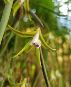 Dendrobium mortii