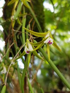 Dendrobium mortii