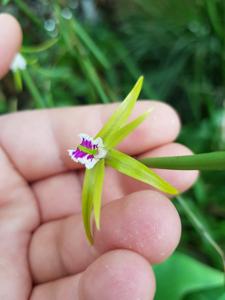 Dendrobium mortii