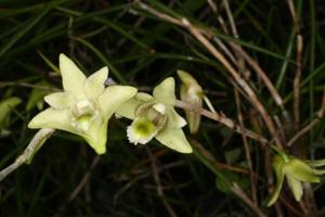 Dendrobium multiramosum
