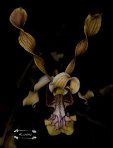 Dendrobium mussauense