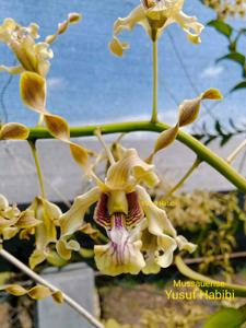 Dendrobium mussauense