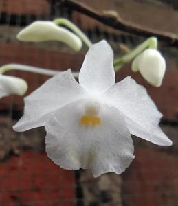 Dendrobium mutabile