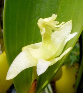 Dendrobium nativitatis
