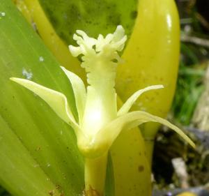 Dendrobium nativitatis